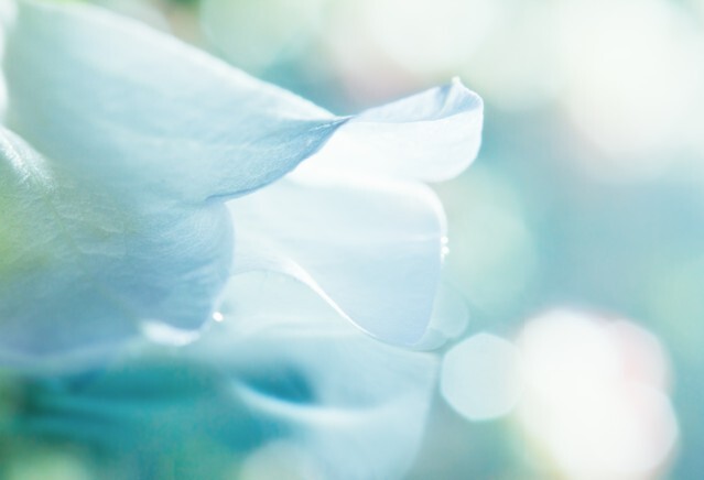 Cose up of white flower petal, shades of white, teal, soft dreamy